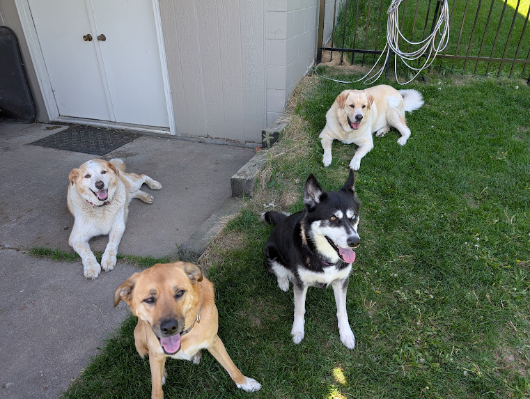 Four happy dogs relaxing in a sunny backyard: a tan shepherd mix up front, a black-and-white husky, and two cream-colored retriever mixes lounging on the patio and grass.